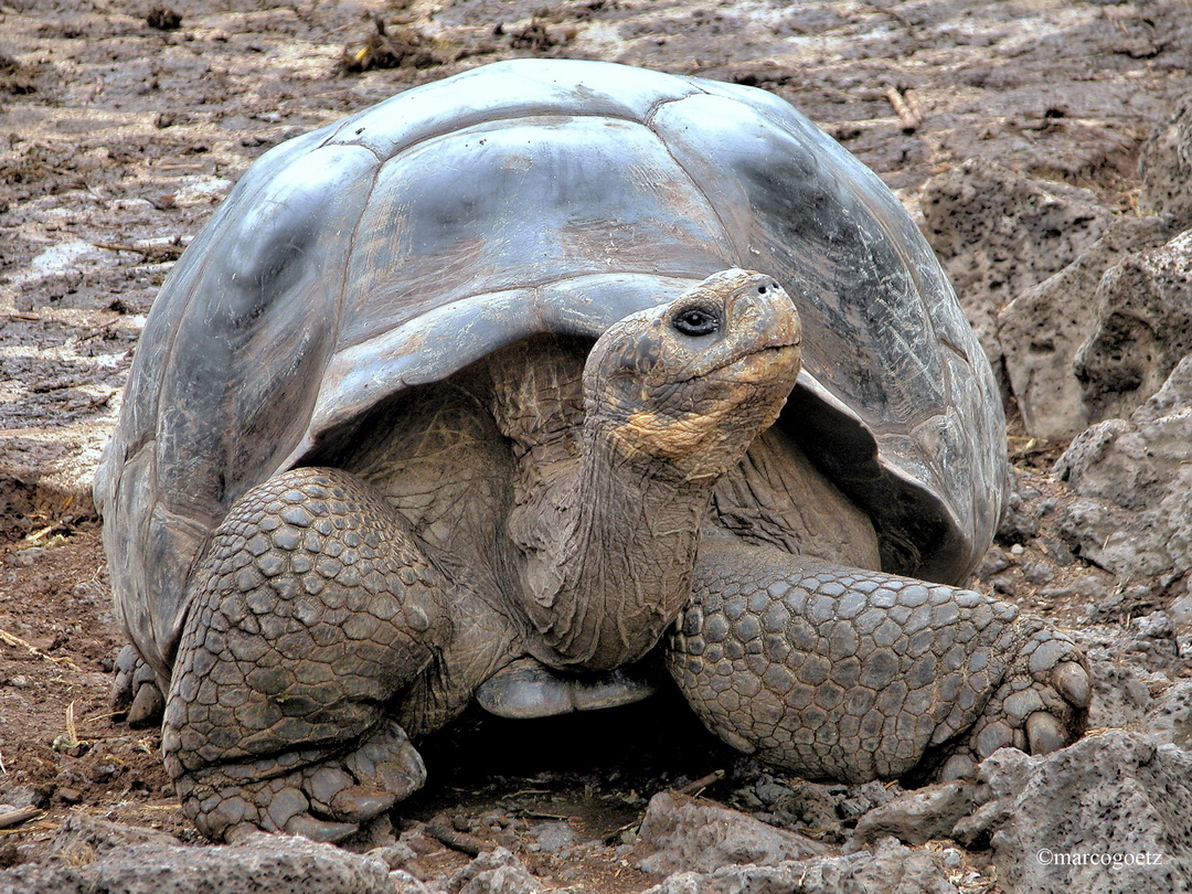 ELEFANTENSCHILDKROETE GALAPAGOS EQUADOR 